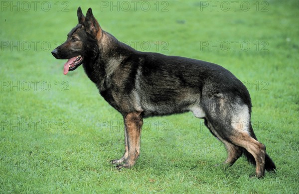 German shepherd, animals, meadow, lateral, side, outside, outdoor, attentive, alert, standing, panting, panting, landscape, horizontal, mammals, mammal, pet, domestic, domestic dog, mennish, male, male dog)