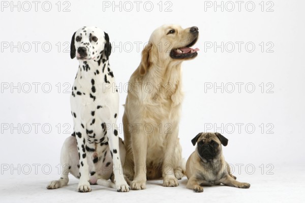 Dalmatian, Golden Retriever and Pug