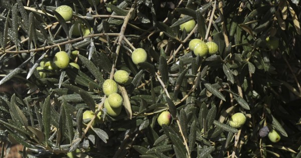 Field of Olive's Tree near Maussane Les Alpilles in the South East of France