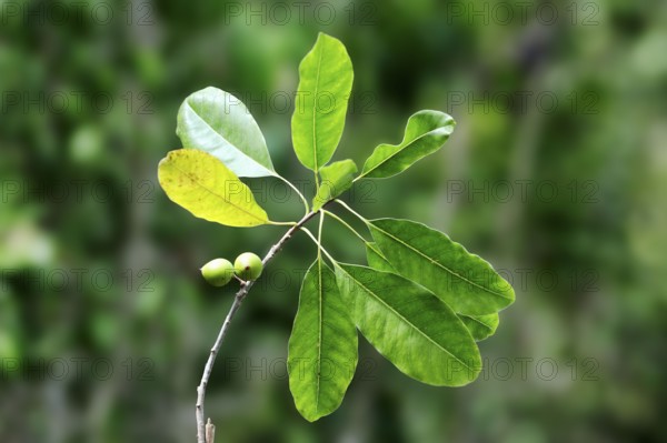 Giant bearded fig (Ficus citrifolia), branch with fruit, Everglades National Park, Florida, Fig, USA, North America