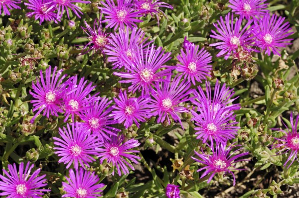 Ice plant (Delosperma cooperi), Ice plant family (Aizoaceae), Ice weed family