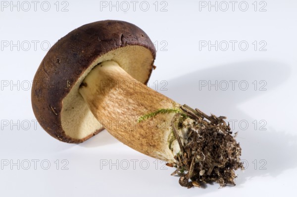 Bay Bolete (Xerocomus badius) and moss