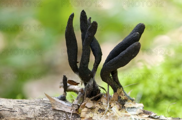 Dead man's fingers (Xylaria polymorpha)