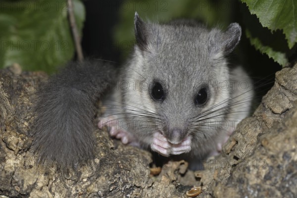 Edible Dormouse (Glis glis), young, Germany, Europe