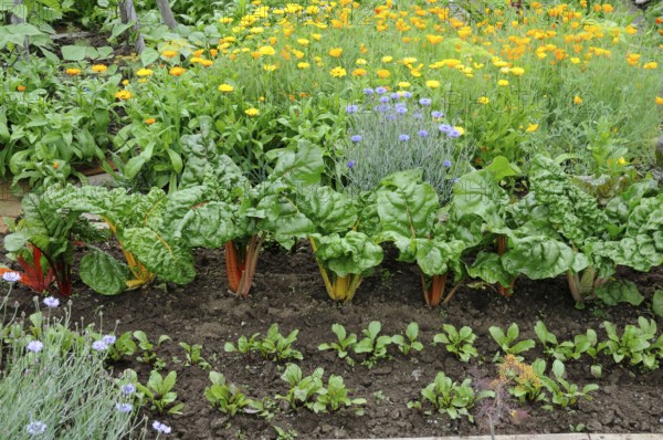 Vegetable garden with chard, marigold, California golden poppy, yellow poppy, California cap poppy