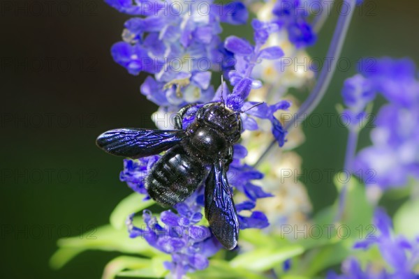 Macro of a violet carpenter bee (xylocopa violacea) collecting nectar