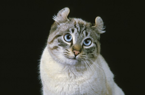 American Curly Cat, Portrait of an Adult against a Black Background