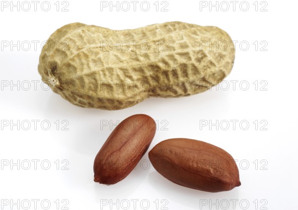 Peanuts (Arachis hypogaea) against white background