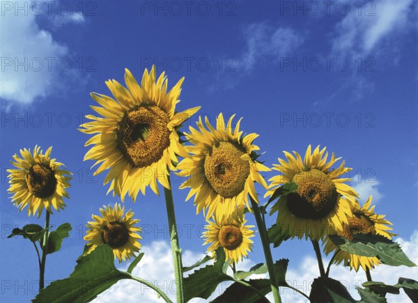 SUNFLOWERS helianthus AGAINST BLUE SKY, OISE IN FRANCE
