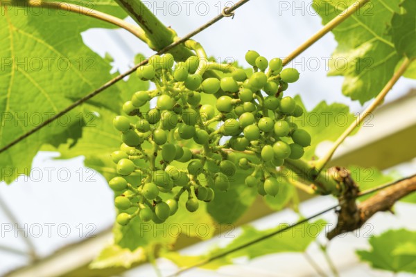 Growing grapes collection. Bunch of growing young grapes in a vineyard. Growing young grape with leaves hanging on a vine