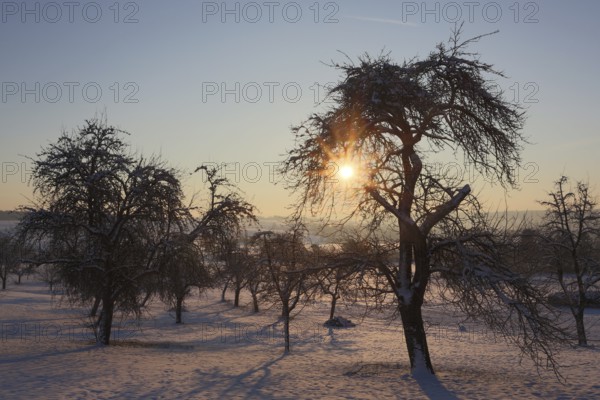 Orchard in winter