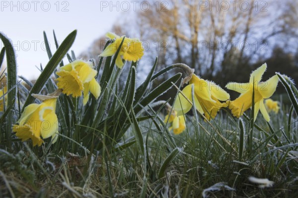 Daffodils (Narcissus pseudonarcissus) with hoarfrost, national park Eifel, North Rhine-Westphalia, Germany, Europe