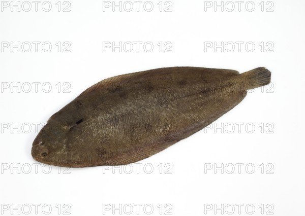 Sole, Sole (solea solea), Other animals, Fish, Flatfish, Animals, Fresh sole against white background