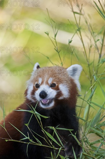 Red Panda (ailurus fulgens), Adult eating Bamboo
