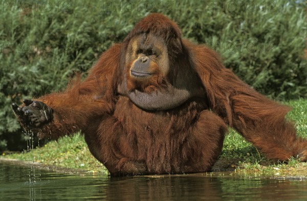 ORANG bornean orangutan (pongo pygmaeus), MALE NEAR WATER
