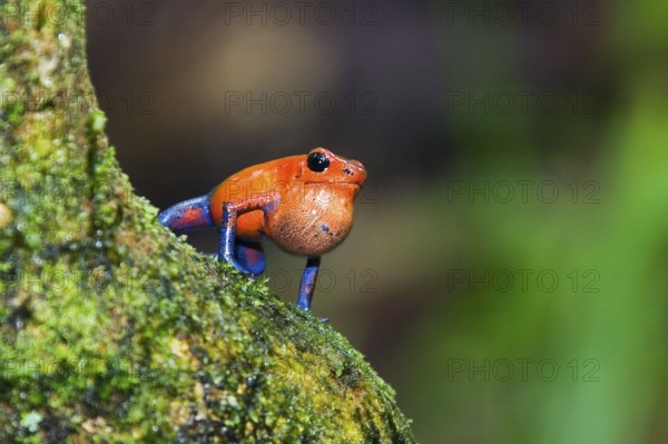 Strawberry poison-dart frog (Dendrobates pumilio), male, strawberry frog, sonic bubble, Costa Rica, Central America