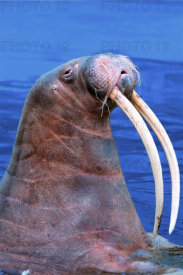 Walrus (Odobenus rosmarus), tooth, teeth