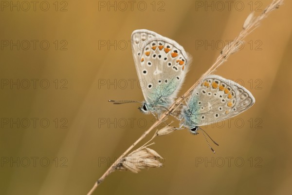 Common blue butterfly (Polyommatus icarus) Germany