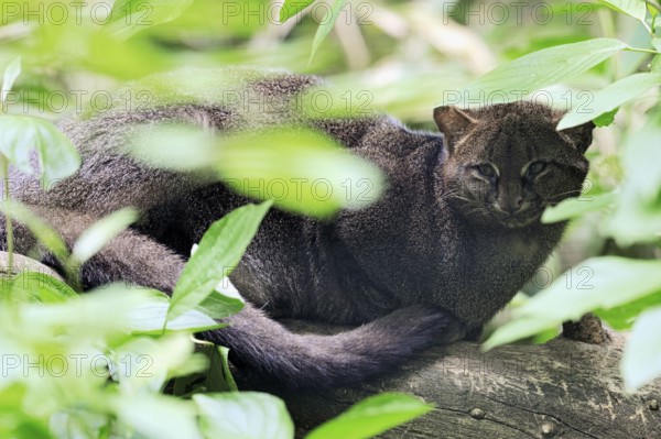 Jaguarundi (Felis yagouaroundi) (Herpailurus yagouaroundi), hidden