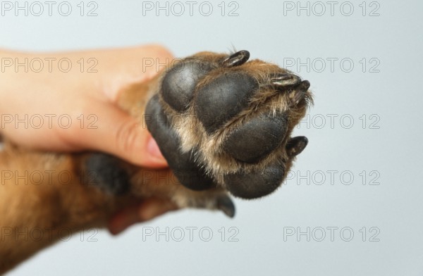 German Shepherd, Footpads, Alsatian