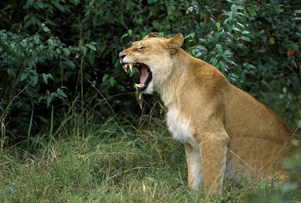 African Lion (panthera leo), Female Yawning