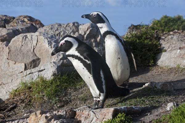 Jackass Penguin or African Penguin (spheniscus demersus), Pair standing on Rocks, Betty's Bay in South Africa