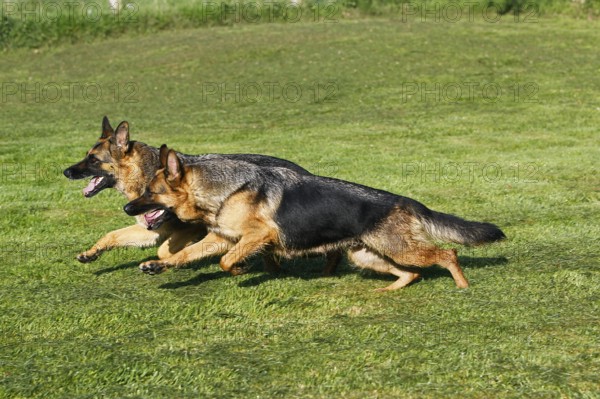 German Shepherd Dog, Adult running on Lawn