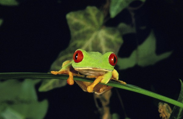 RED-EYED TREE FROG (agalychnis callidryas), ADULT STANDING ON LEAF