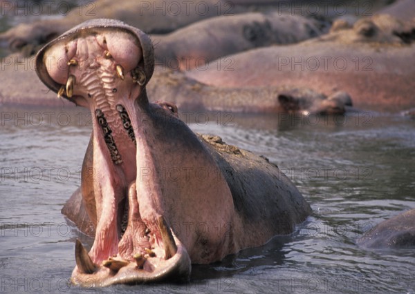 Hippopotamus (hippopotamus amphibius), Adult with open Mouth, Virunga Park, Congo, Africa
