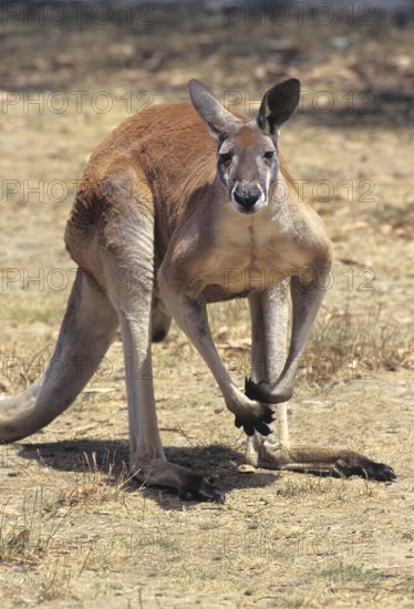 Red Kangaroo (macropus rufus), Australia, Oceania