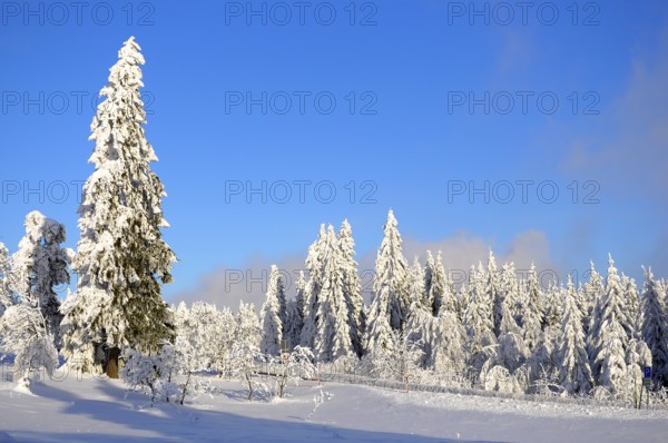 Black Forest, Black Forest in winter, spruce forest, Black Forest High Road, snowy landscape, at Schliffkopf, spruce trees with snow, snow-covered fir trees