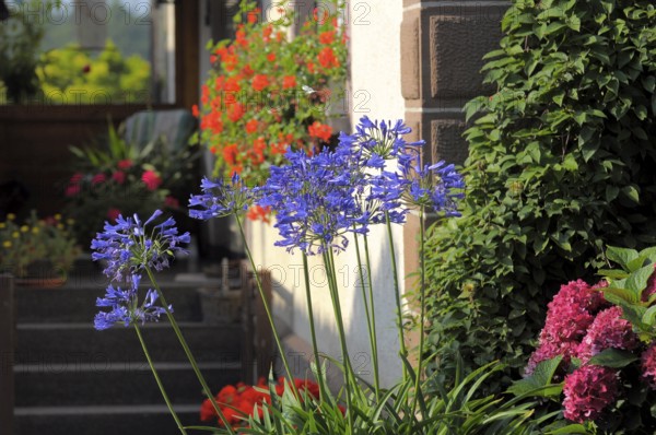Blue lily (Agapanthus africanus), inflorescence with hydrangea flowering in the garden, bigleaf hydrangea (Hydrangea macrophylla)