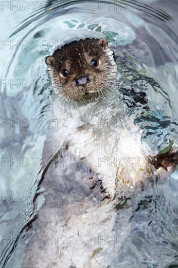 European otter (lutra lutra), European Otter, European Otter, Marten species, Predators, Mammals, Animals, European Otter, Pyrennees in the South of France