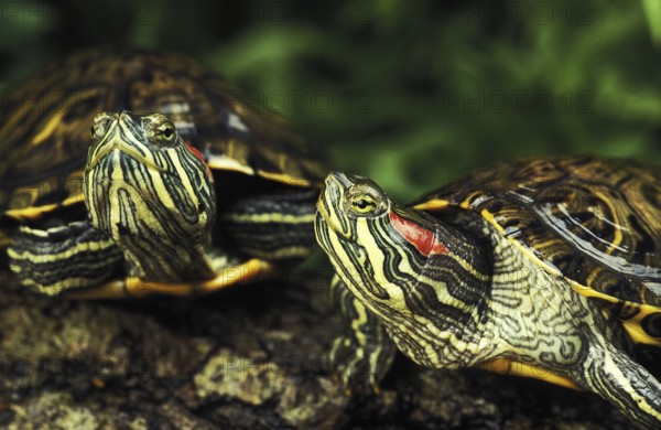 Scripta elegans, red-cheeked ornamental turtles (Pseudemys), red-cheeked ornamental turtle, red-cheeked