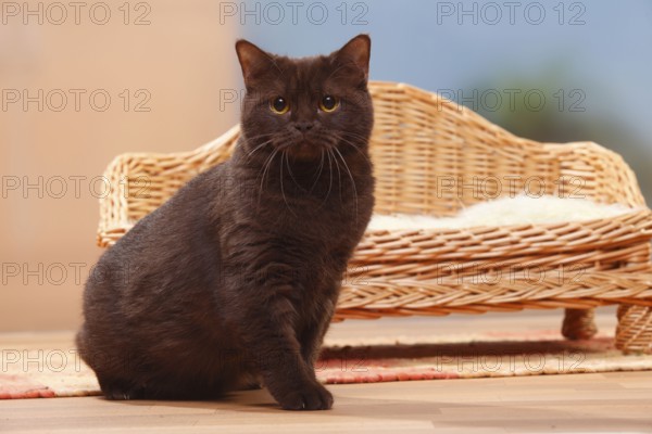 British shorthair cat, chocolate, BKH