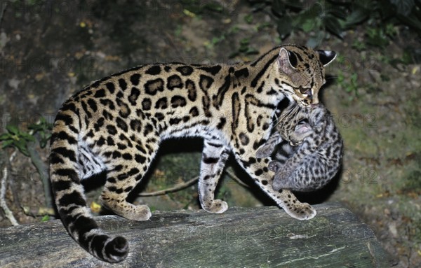 Margay (leopardus wiedii), mother with cubs