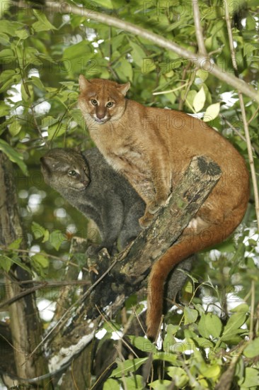 Jaguarundi, herpailurus yaguarondi, adult on branch