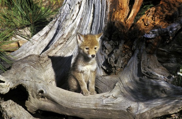 Coyote (canis latrans), pup on stick, Montana