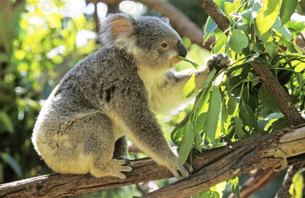 Koala (phascolarctos cinereus), Adult eating Eucalyptus Leaves