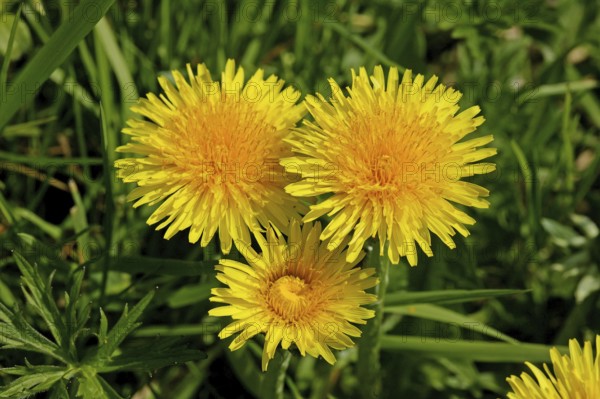 Dandelion (taraxacum) officinale, Normandy