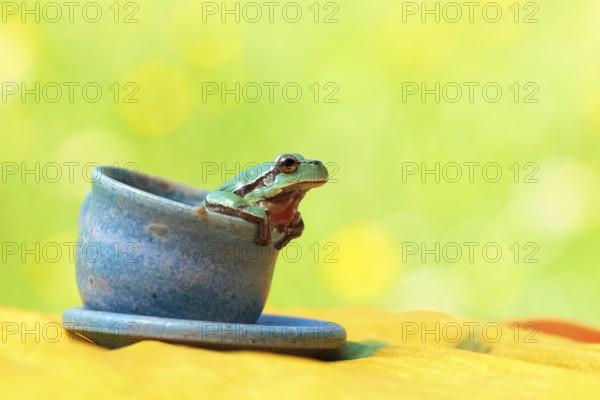 European tree frog (Hyla arborea) sitting in a cup