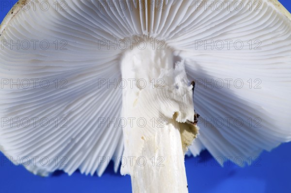 Amanita phalloides (Amanita phalloides), tuber leaf fungus