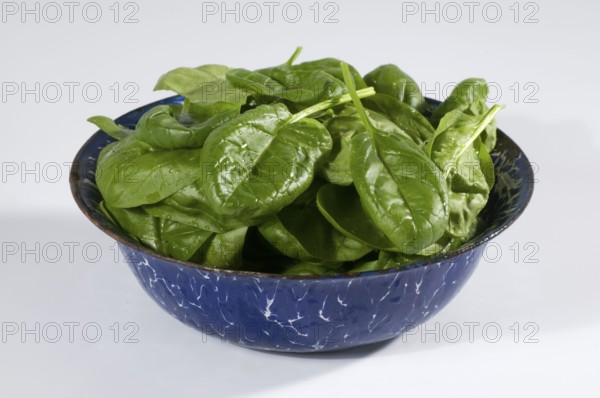 Spinach, vegetable spinach (Spinacia oleracea), garden spinach, bowl