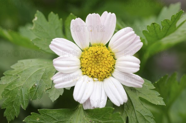 Roman Bertram (Anacyclus pyrethrum)