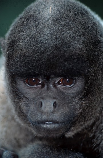 Young Common Woolly Monkey (Lagothrix lagotricha)