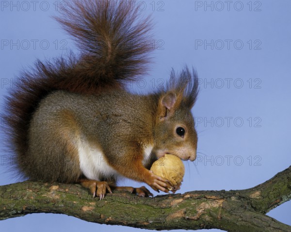 Red eurasian red squirrel (sciurus vulgaris), male on branch, eating nut