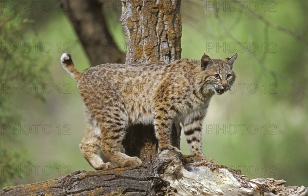 Bobcat (lynx rufus), Adult Branch, Canada, North America