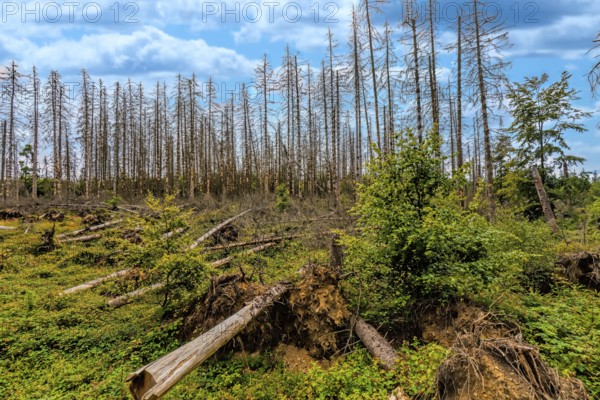 Conifers infested by bark beetles, Eifel National Park, North Rhine-Westphalia, Germany, Europe