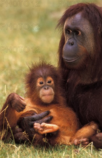 ORANG UTAN (pongo pygmaeus), FEMALE WITH BABY STANDING ON GRASS