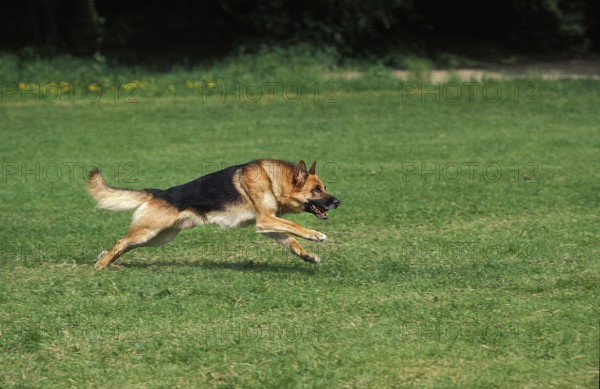 German Shepherd Dog, Adult Running